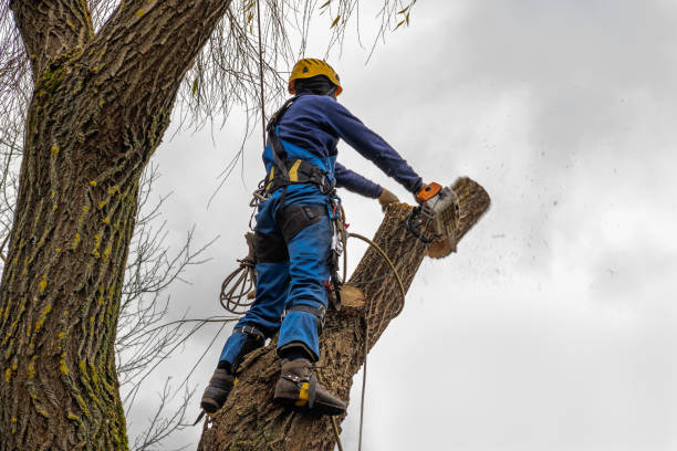 Best Tree Risk Assessment  in Naples Park, FL